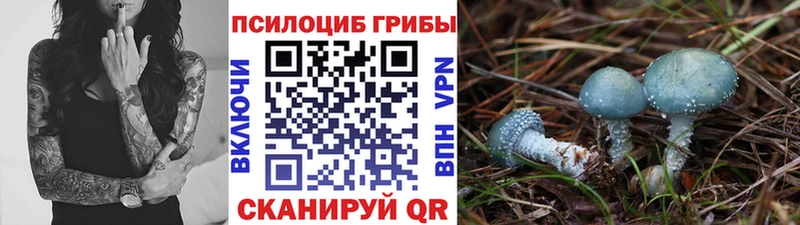 Галлюциногенные грибы Psilocybe  купить   Суворов 